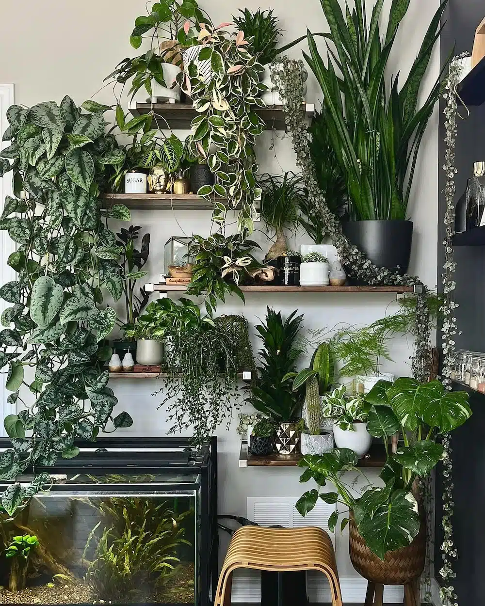 QUIZ! Create The *Perfect* Morning Routine and We’ll Determine What House Plant You Are
